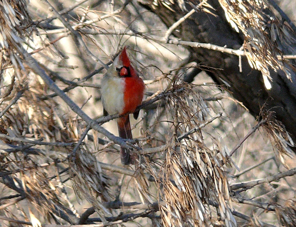 Cardinal