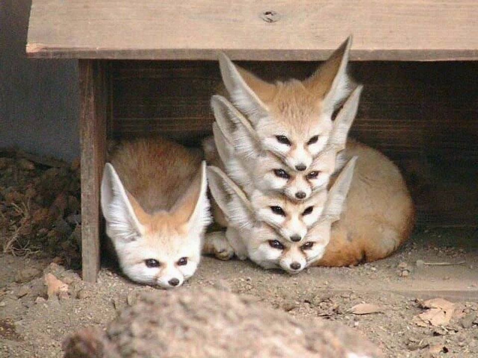 COW Foxes