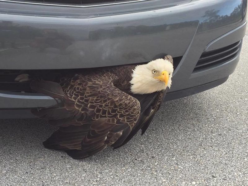 cow-bald-eagle