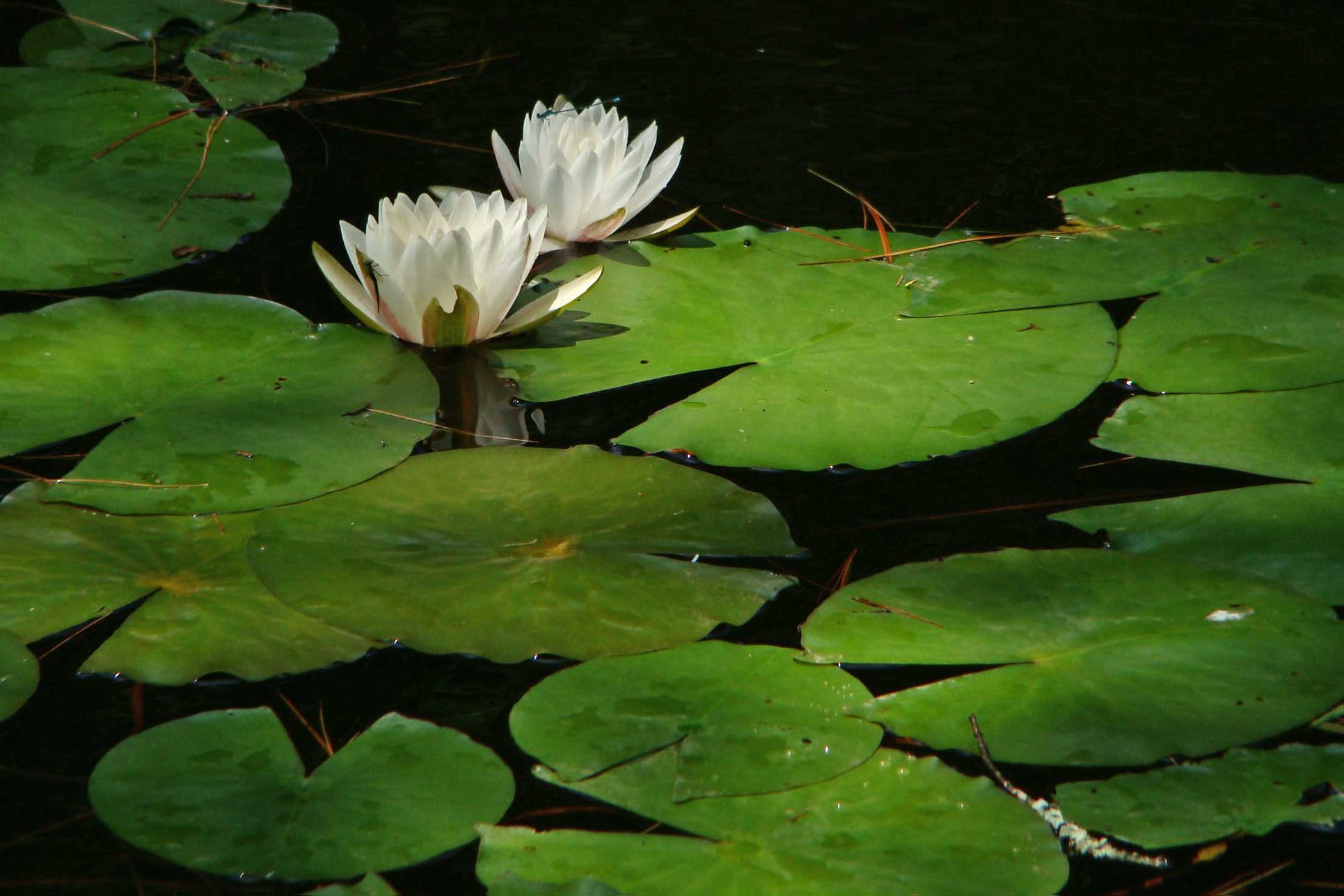 Saturday Soother What If It Never Goes Away Edition July 25 2020   Water Lilies 2020 Photo By Betsy Zimmerli 