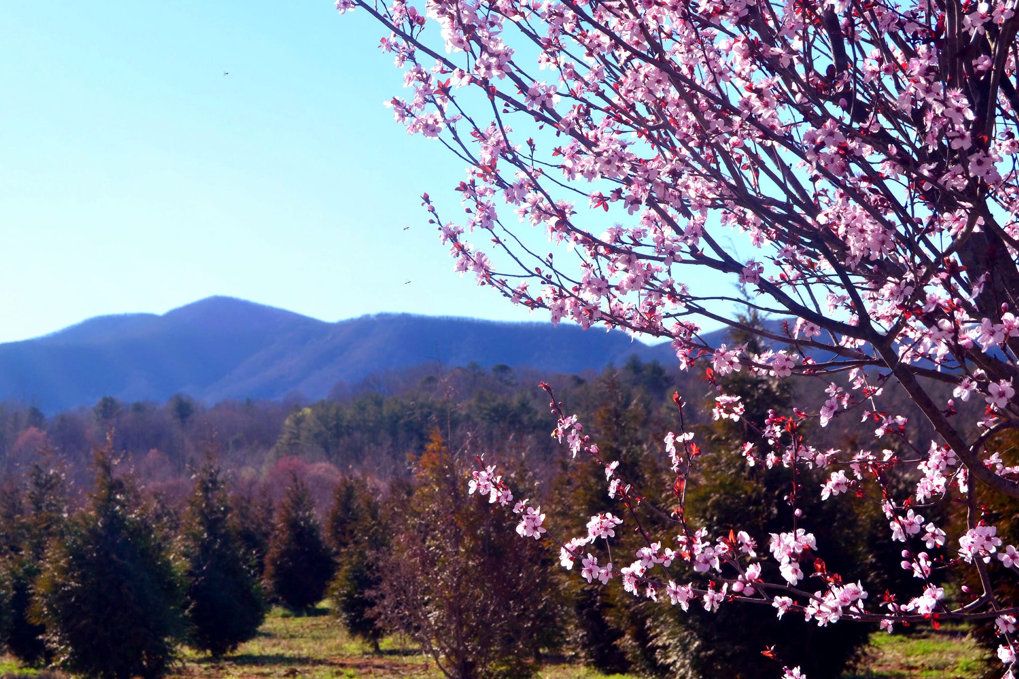 Peach Trees In Bloom Cana VA March 2023 Photo By Donna Johnson 